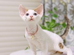 -十年猫舍·猫咪专门店(普陀店)