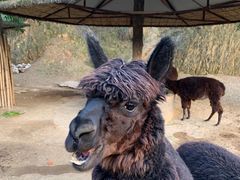 -泉州海丝野生动物世界