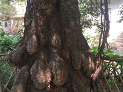 -小洲村