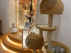 -猫小主咖啡·猫咖cat cafe(福田店)