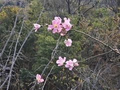 -福道
