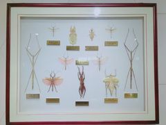 -上海昆虫博物馆