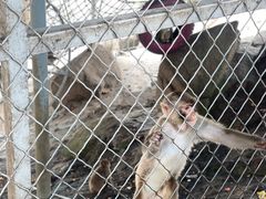 -西霞口神雕山野生动物世界