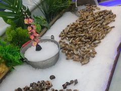蛏子-集品鲜湾·蒸汽海鲜自助料理(青岛银座和谐广场店)