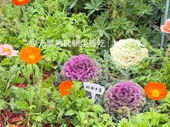 -东莞植物园