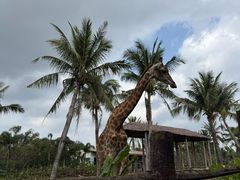 -海南热带野生动植物园