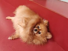 -和它·交个朋友·狗咖猫咖(爱琴海店)