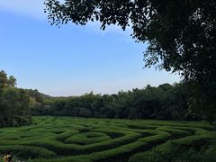 -大屏嶂森林公园