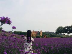 -大塘金香草谷