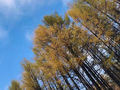 -塞罕坝国家级自然保护区