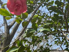 -东山雕花楼