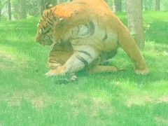 -北京野生动物园