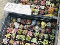-中环花鸟鱼虫市场