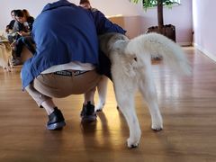 -Husky Go! 哈士奇体验馆·宠物咖啡厅狗咖