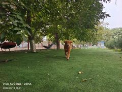 -宠物寄养训练学校
