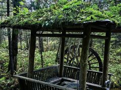 -五营红松林海景区