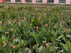 -那考河湿地公园
