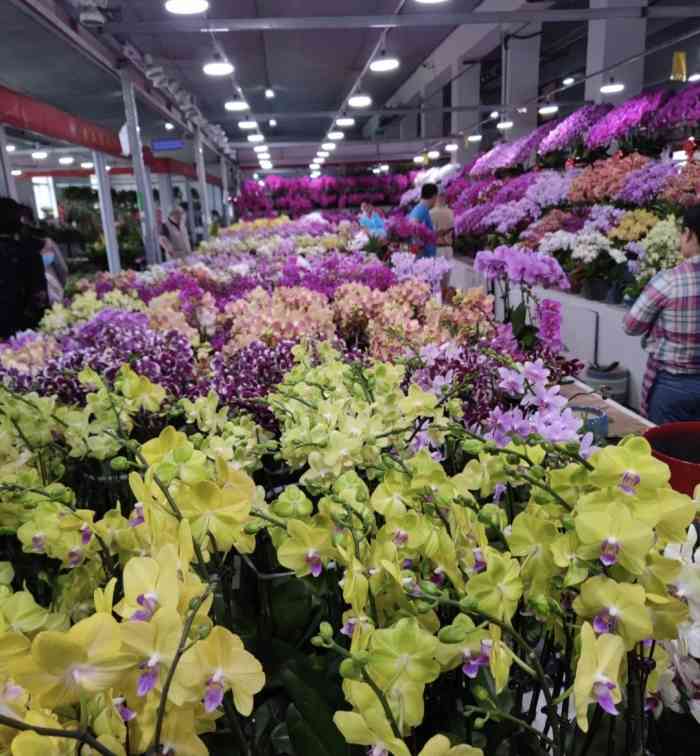 众兴园林花木绿植中心-"花市分两部份.,一部分是鲜切花,一部分是.