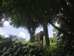 -深圳野生动物园