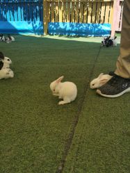 -萌宠亲子动物乐园(槐房万达店)