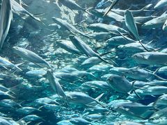 -上海海洋水族馆