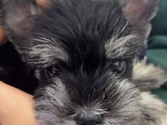 -萌兽医馆·宠物医院·猫骨科(创景店)