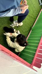 -萌宠亲子动物乐园(槐房万达店)