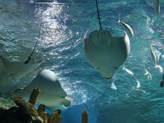 -海合安武汉极地海洋公园