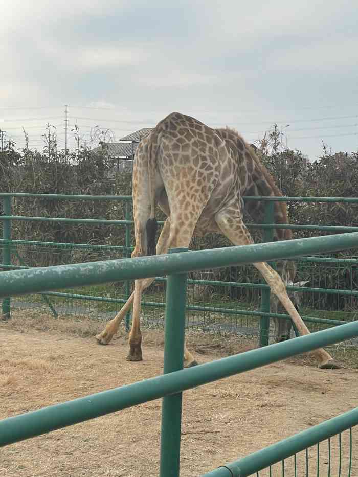 盐城大丰港动物园-"盼了好久的动物园,今天终于来了,一进大门.