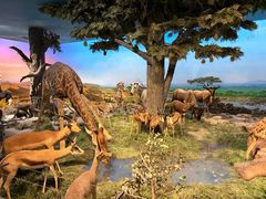 -国家自然博物馆