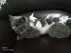 -拜鲁耶动物诊疗中心·宠家动物医院