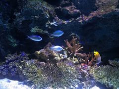 -暹罗海洋世界