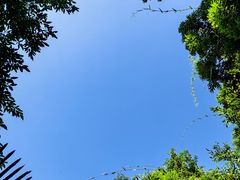 -海南霸王岭国家森林公园