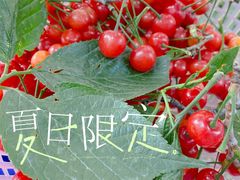 -苏州太湖西山岛开心农场