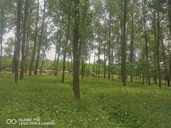 -合肥滨湖国家森林公园