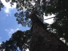 -清迈丛林飞跃 JungleFlight