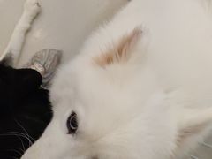 -共舞时光猫咖·狗咖(新街口店)