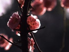 -望江楼公园