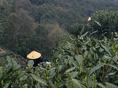 -午潮山国家森林公园