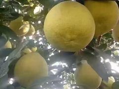 -笑红饭庄