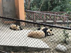 景点-成都大熊猫繁育研究基地