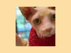 -猫色咖啡·猫咖