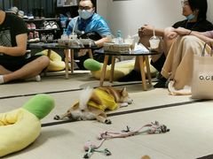 大堂-逗柴咖啡屋·狗咖猫咖宠物桌游
