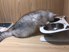 -屋虎猫馆(宝安大仟里店)