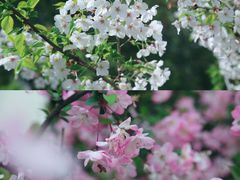 -嘉定紫藤园