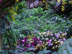-深圳仙湖植物园