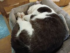 -猫小院猫主题咖啡厅(北锣店)