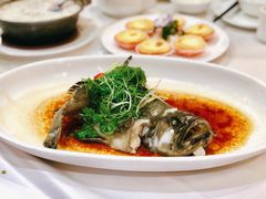 清蒸珍珠龙趸-山泉公馆酒家(珠江新城店)