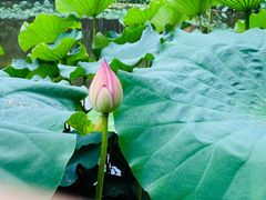 -陈家山荷花公园