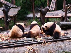 景点-成都大熊猫繁育研究基地